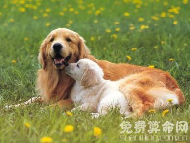 梦到狗是个好的兆头，预示着忠贞的爱情和忠诚的友情 1