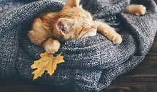 麦玲玲2020年属鸡运程