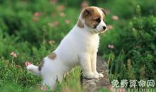 梦到狗是个好的兆头，预示着忠贞的爱情和忠诚的友情