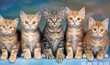 梦见好多猫能带来好运，做什么事情都会很顺利