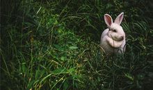 1975年的属什么生肖(图文)