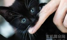 梦见猫咬我意味着不详，应当小心不然会因此生病