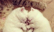 梦到猫是什么意思，商人梦到猫要小心理财投资