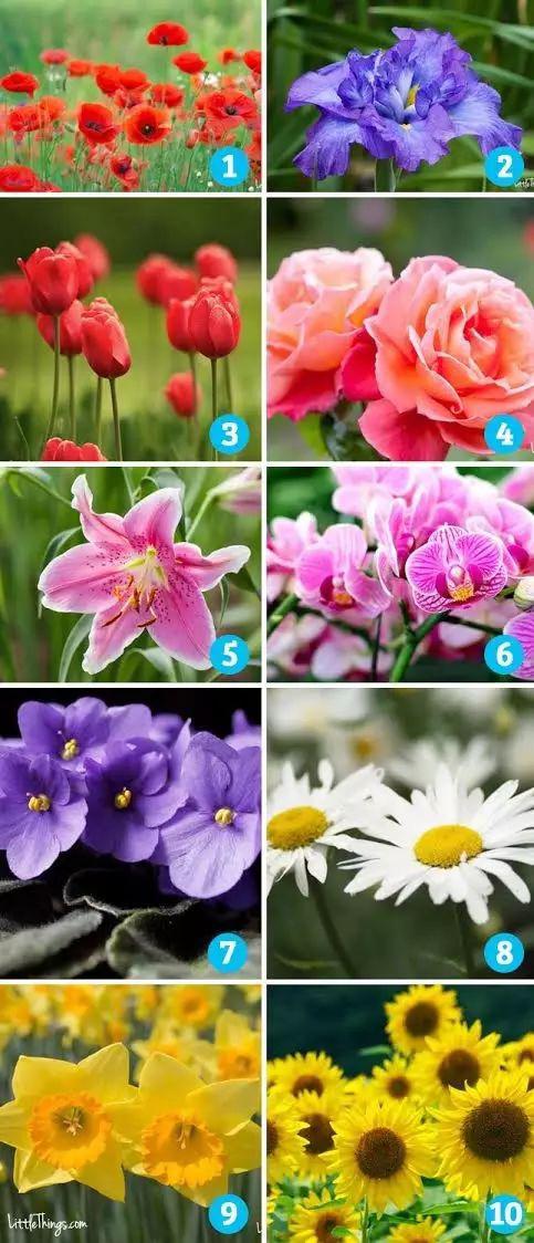 心理测试：10朵花选一朵，看透你的性格