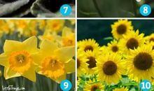 心理测试：10朵花选一朵，看透你的性格