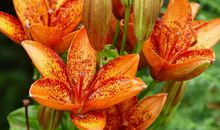 10月底开始，财运挡不住，好运连连，财富万千的3个生肖！