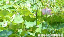 总是不发财的3大生肖，别愁！11月六六大顺，12月财源滚滚