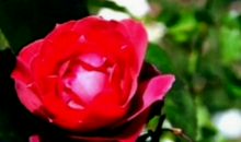 最会心疼老婆的三大生肖，成熟踏实有上进心，从不让她受委屈