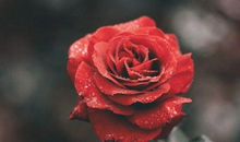 8月26日特殊的日子，这三个属相贵人运很棒，事业鼎盛！