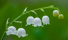 身体好，好运一路跟着跑，这生肖福禄绵长