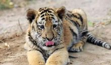 大智若愚的3生肖，福气好运势佳，越老越有钱！