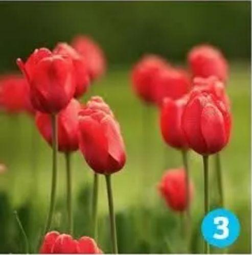 心理测试：10朵花选一朵，看透你的性格 3