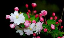 11月福气不浅，五行大旺，如鱼得水的四个生肖