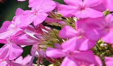 11月中旬薪水翻倍增，金银无限到的生肖，求财路路顺，喜变土豪