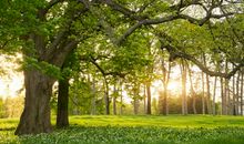 在爱情中充满幻想，喜欢跟陌生男人约会的生肖女