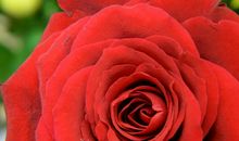 贵人相助，本周事业登峰造极的三个属相，从此辉煌一生！