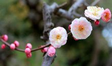 生肖属虎的人，感情不稳，会是二婚命吗？