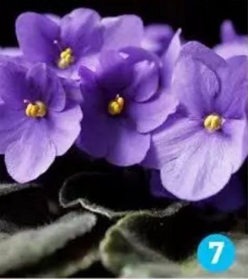 心理测试：10朵花选一朵，看透你的性格 7