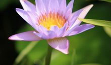 12月牛气冲天，运势大旺，事业红红火火，收入丰厚的3生肖