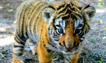 路有千条，理只一条：富贵虎，天生富贵命，一生享福