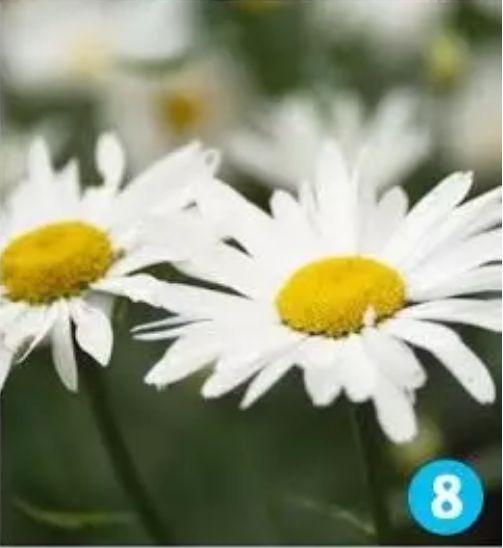 心理测试：10朵花选一朵，看透你的性格 8