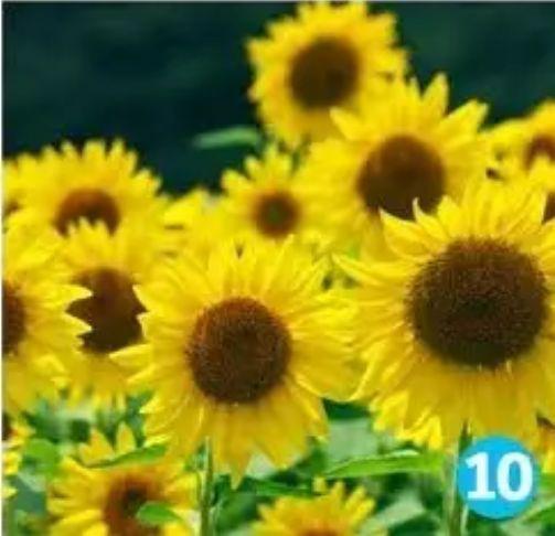 心理测试：10朵花选一朵，看透你的性格 10