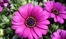 明年开始好运势逆袭，隔三差五发横财，接二连三中大奖的四属相