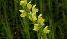 甘愿做男人背后的女人，更加旺夫，让家中财源广进的属相女