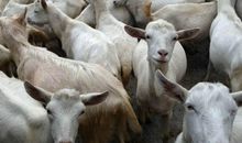 衡量美的标准很奇特，注重内在美，以胖为美的生肖女