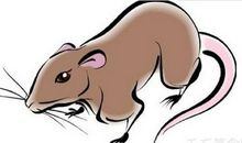 2019年属龙的贵人属相是谁大曝光 生肖鸡是事业贵人