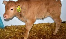 这3大属相，从明天起福满禄满，财丰运旺，大吉大富，好运不断！