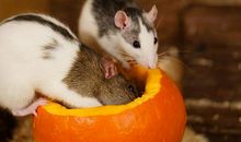 72年属鼠人第三步大运