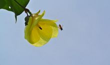 11月开始财运越来越高，好运涌进门，横财旺、事业顺的四属相