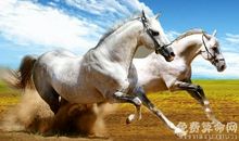 2018年属马的运势会有所提升，而且还会带来不错的收入