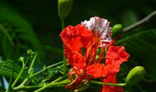 未来三年财运高涨，运势大增，正财偏财齐进门，收入喜人的四属相