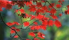 11月上旬好运连连大发，财气逆天的生肖，钱财滚滚来，钞票大赚