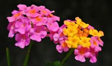 未来三个月一帆风顺，财运高歌猛进，正财随着好运到来的四属相