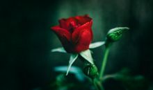 错失旧爱，有望追回来的三大星座，和好如初了！