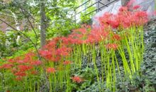 11月4属相的发财好机会，一飞冲天，财富翻倍，成就满溢