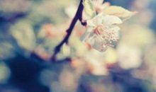 生肖属猴人，2019年开始，将来的运气好不好？