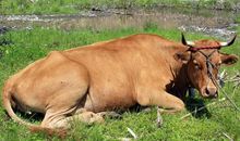 土牛人的运势如何 一生平稳