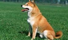 2006年属狗的人2020年运势如何 整体还不错