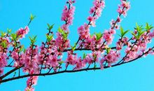 11月立冬之后，来喜又来财的四大生肖，事业一飞冲天