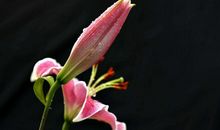 10月末大吉，3生肖闷声发大财，出人头地，成就辉煌的人生