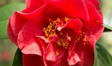 11月升官发财不缺钱，富贵翻番日子甜的生肖，以后发展顺风顺水