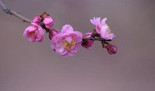 申请入驻 10月底，缘分逆袭，桃缘暗涌，月老绑定姻缘的3大生肖