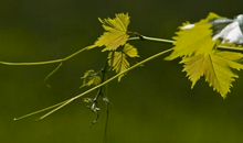 对待感情最专一，很重情、很执着，婚后一心一意对老公好的属相女