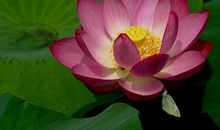 梦见荷花盛开，未婚男会找到一个如花似玉的妻子