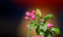 忠于爱情，认定了一个人就一心一意，始终对老公不离不弃的属相女