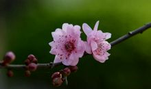 10月28号起天降鸿运，财神眷顾，身边多有喜事降临的四属相